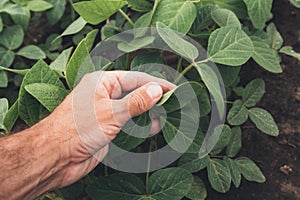 Soybean crops growth control concept, farmer agronomist examining plants in field photo