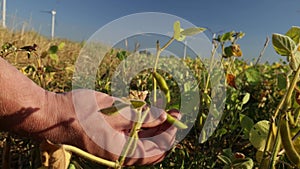 Soybean.farmer checks the soybeans for ripeness.Hands inspecting a soybean pod in a soybean field on a blue sky and