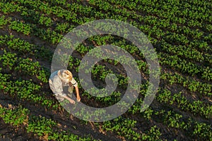 Soybean farmer in field, aerial view