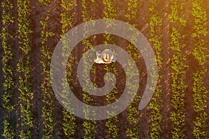 Soybean farmer in field, aerial view