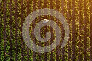 Soybean farmer in field, aerial view