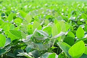 Soybean field img