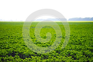 Soybean field img