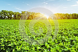 Soybean field