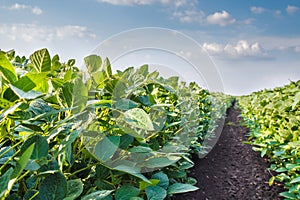 Soybean Field