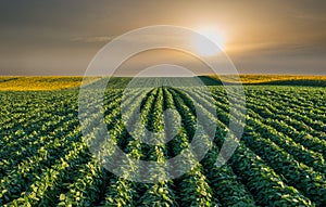 Soybean Field