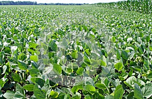 Soybean Field