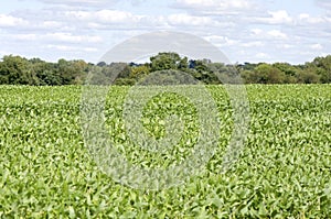 Soybean Field