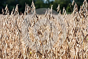 Soybean field in autumn