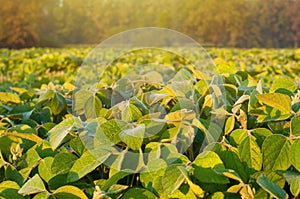 Soybean field
