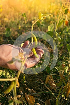 soybean field.farmer checks the soybeans for ripeness. Soybean crop.Pods of ripe soybeans close-up in the rays of the