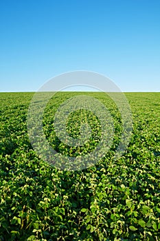 Soybean field with fresh soya