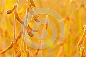 soybean field. Pods of ripe soybeans close-up in the rays of the sun.Agriculture and farming.Growing organic food.field