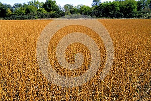 Soybean Field   56088 photo