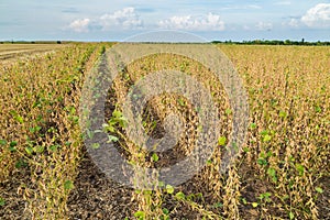 Soybean field ripe just before harvest, agricultural landscape