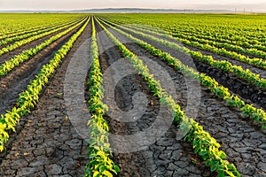 Soybean field ripening at spring season, agricultural landscape