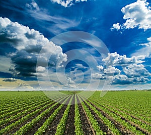 Soybean field ripening at spring season, agricultural landscape.