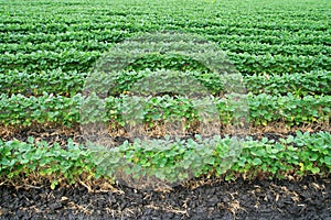 Soybean field rows