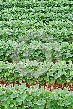 Soybean field rows