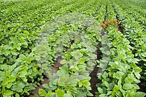 Soybean Field Rows