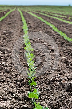 Soybean Field Rows