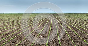 Soybean Field Rows