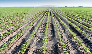 Soybean field rows