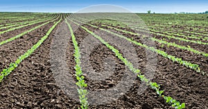 Soybean Field Rows