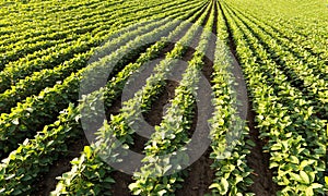 Soybean Field Rows