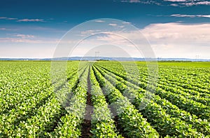 Soybean Field