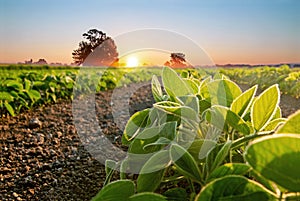 Soybean field and soy plants in early morning photo