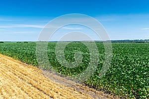 Soybean field in summer