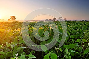 Soybean field at sunrise