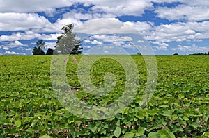 Soybean fields