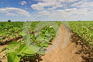 Soybean fields rows in summer season. Rows of young soybean