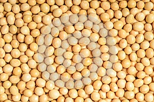 Soybean