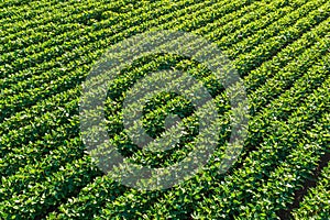 Soybean (Glycine max) crop field in sunset, high angle view