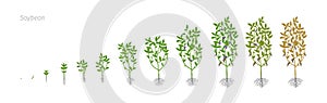 Soybean Glycine max. Growth stages vector illustration