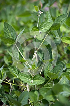 Soybean (Glycine max) photo
