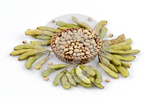 Soybean (Glycine max (L.) Merrill) photo