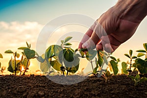 Soybean growth control, male hand touching soy plant