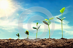 soybean growth in farm with blue sky background. agriculture plant seeding growing step concept photo
