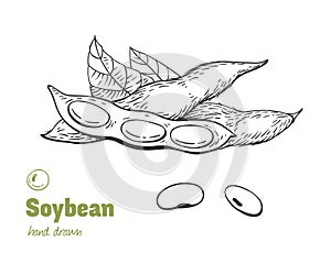 Soybean hand drawn illustration setn