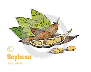 Soybean hand drawn illustration setn