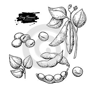 Soybean hand drawn vector illustration. Isolated Vegetable engraved style object. photo