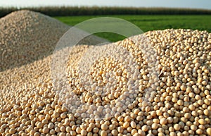 Soybean Harvest