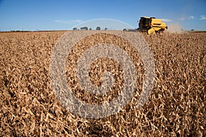 Soybean harvest.