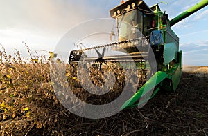 Soybean harvest in autumn