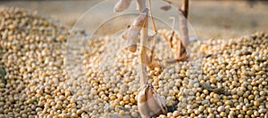 Soybean harvest photo