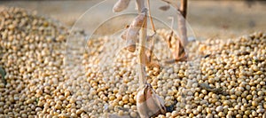 Soybean harvest